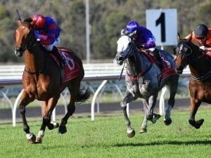 Snowden stayer remains unbeaten at 3200m