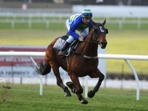 Jameka gallops between races at Sandown