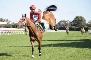 First Queensland winner for Richard Litt