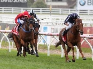 Widgee Turf on track for WFA test