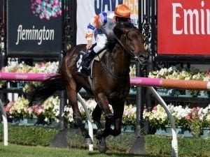 Sandown gallop for dual G1 winner Hey Doc