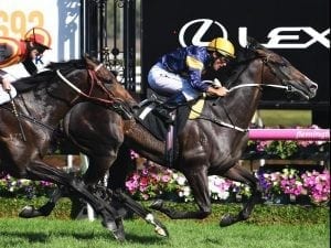 Grunt tackles Vega Magic in Memsie Stakes