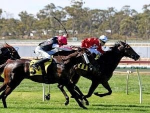 Thrillster to make Quezette Stakes return