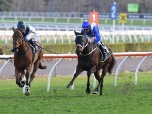 Red Excitement to line up in Chelmsford