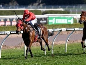 Redzel odds-on favourite for race return