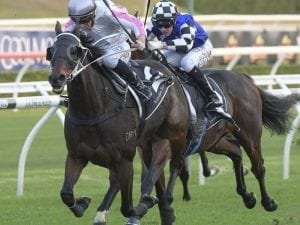 Destiny's Kiss after successive Wyong Cups