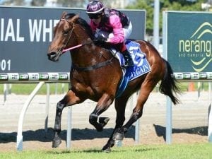 Gillian Heinrich trains impressive winner