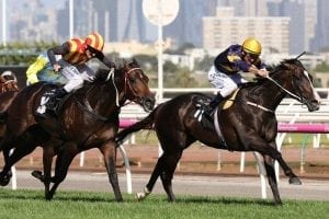 Makybe target for gun runner Grunt