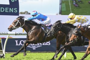 Almanzor colt successful at Rosehill