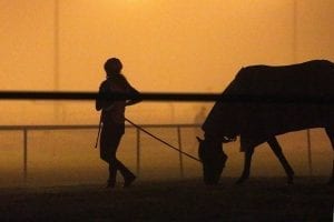 Victorian trackwork rider banned, fined