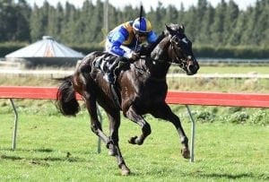 Ole Ole favourite for Taranaki Challenge