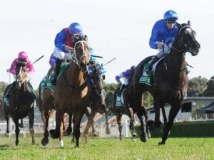 Godolphin deja vu for boom French import