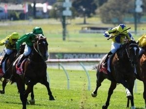 Black Caviar's son runs second at Sandown