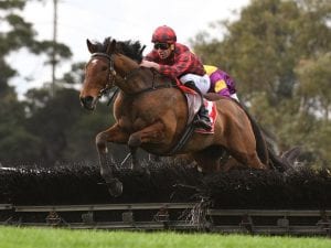 Tallyho Twinkletoe claims National glory