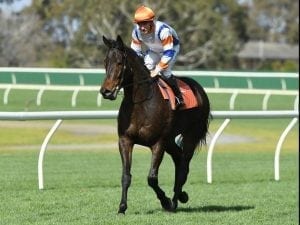 Hey Doc draw 'perfect' for Carlyon return