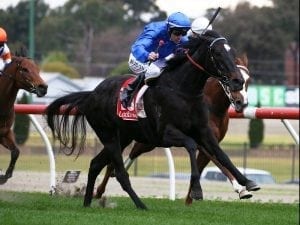 Multaja impressive in Moonee Valley return