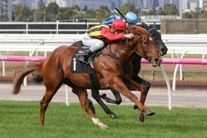 Guineas run ahead for Vassilator