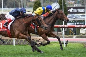 Roomooz beats Tulip in Moonee Valley photo