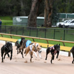 Healesville Cup