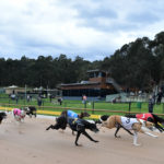 Healesville Cup