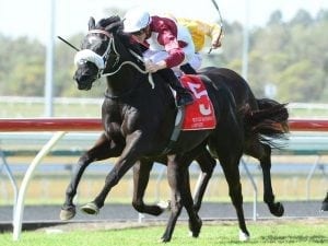 Prioritise ready to run at Doomben