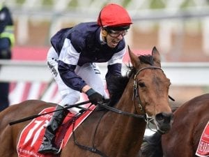 Almandin entered for Flemington 2500m race