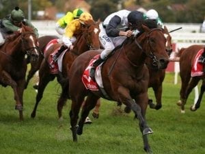 Ocean Knight on target for Danehill Stakes