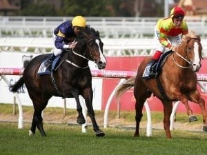 Flemington to bring out the best in Grunt