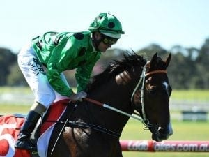 Blinkers for Prince Of Caviar at Bendigo