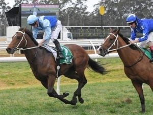 Surprise packet Tarka on Vic Derby path