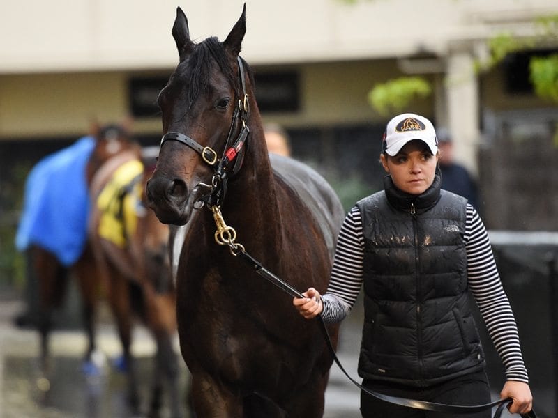 Yankee Rose up for the Cox Plate challenge