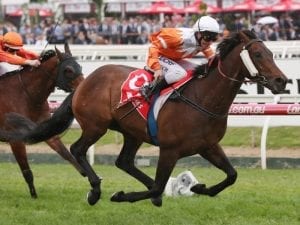 Morgan welcomes back Sircconi at Caulfield