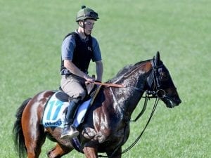 Scottish star on target for Melbourne Cup