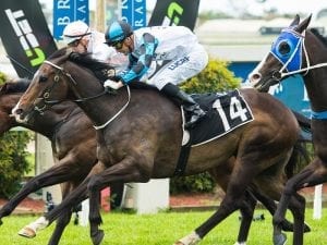 Syndicator to reap more rewards at Doomben