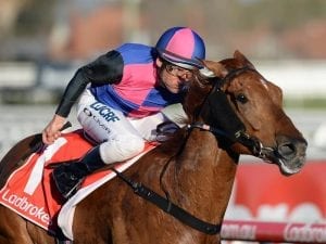 Darley option remains open for Vega Magic