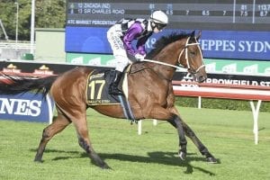 Melbourne Cup dream still alive for Patrick Erin