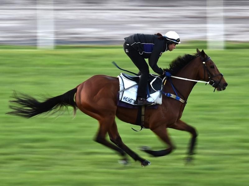 Who Shot Thebarman is worked at Flemington racecourse