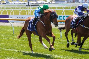 Botti flying Kiwi flag in Jericho Cup