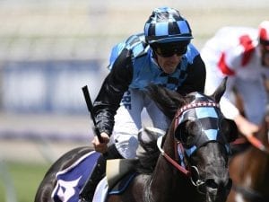 Guineas races on radar for Ringerdingding