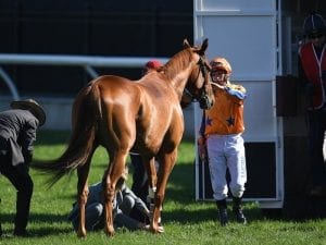 Gingernuts has surgery on pastern