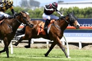 Local talent prevails in juvenile dash at Te Rapa