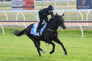 Melbourne Cup hope Spanish Mission