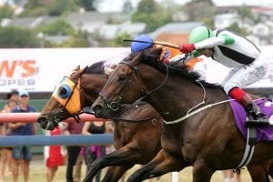 Age Of Fire (inside) winning at Ellerslie