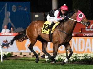 Runson switched on for Christmas Stakes