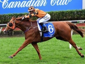 Skytrek fresh for Bernborough Handicap