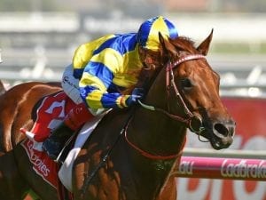 Soldier to gallop towards Magic Millions