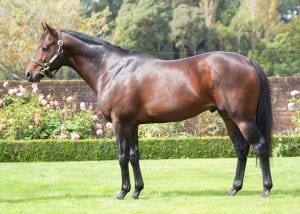 Little Avondale Stud's Per Incanto