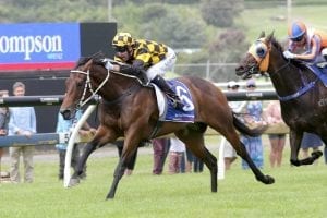 Stakes races beckon recent purchase