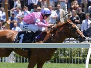 Czarson emerges as a factor in 2YO races