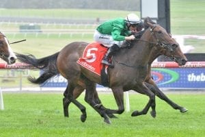 Graceful Storm remains unbeaten